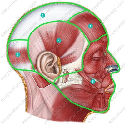 Anatomical regions within the head